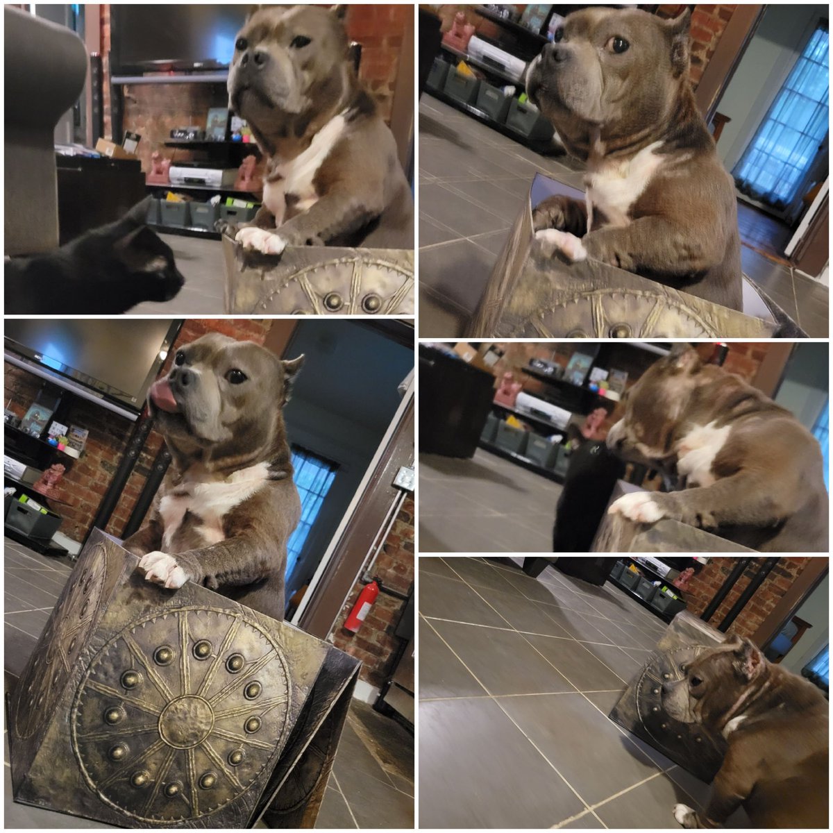 shawniebeans's tweet photo. Sooo Spooky(🐱#Parademon -cat), has been sleeping in the #motherbox lately from @Wldathome.  Bella (🐶 #UsUnited-pup) has gain control today in this timeline. She is awaiting #Darkseid @Ray__Porter  to arrive via @BestBuy pre-order of #ZackSnyder @snydercut  of #JusticeLeague https://t.co/kikyg8w0XA