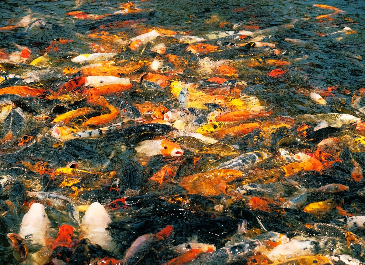 Raspberry_Earl's tweet photo. That one koi is like 👁👄👁 https://t.co/RgDHoIxZJV