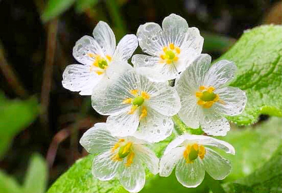 天路漫游on Twitter 日本山荷叶 又称 骨骼花 Skeleton Flower 这花遇水后花瓣即変透明如水晶 花瓣乾了就会变回白色 很美吧 Flower 花 Beautiful 天路漫游 天路漫游on Twitter 日本山荷叶 又称 骨骼花 Skeleton Flower 这花遇水后花瓣即変透明如水晶 花瓣乾了就会变回白色 很美吧 Flower 花 Beautiful 天路漫游