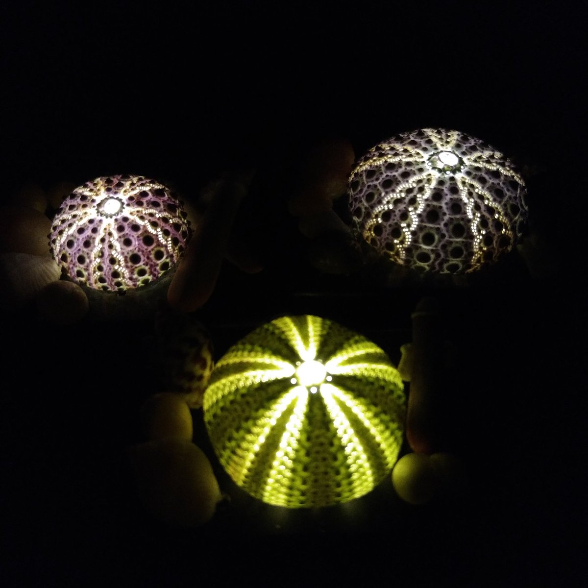 Na Function ウニランプ作ってます Na Function Twitter