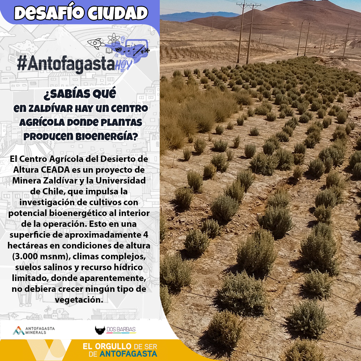 DesafioCiudadCL's tweet photo. 🔷#SabíasQué
¿Conocías el lindo trabajo de #CEADA?
➕INNOVACIÓN➕CIENCIA #AntofagastaHoy🔹
Comenta💬 si NO lo sabías!
Dale like ❤️ si te ALEGRA saberlo!
#DesafíoCiudad #OrgulloAntofagasta
#Aminerals #DosBarbas #UChile #MineraZaldívar https://t.co/D4dFO3I2Ic