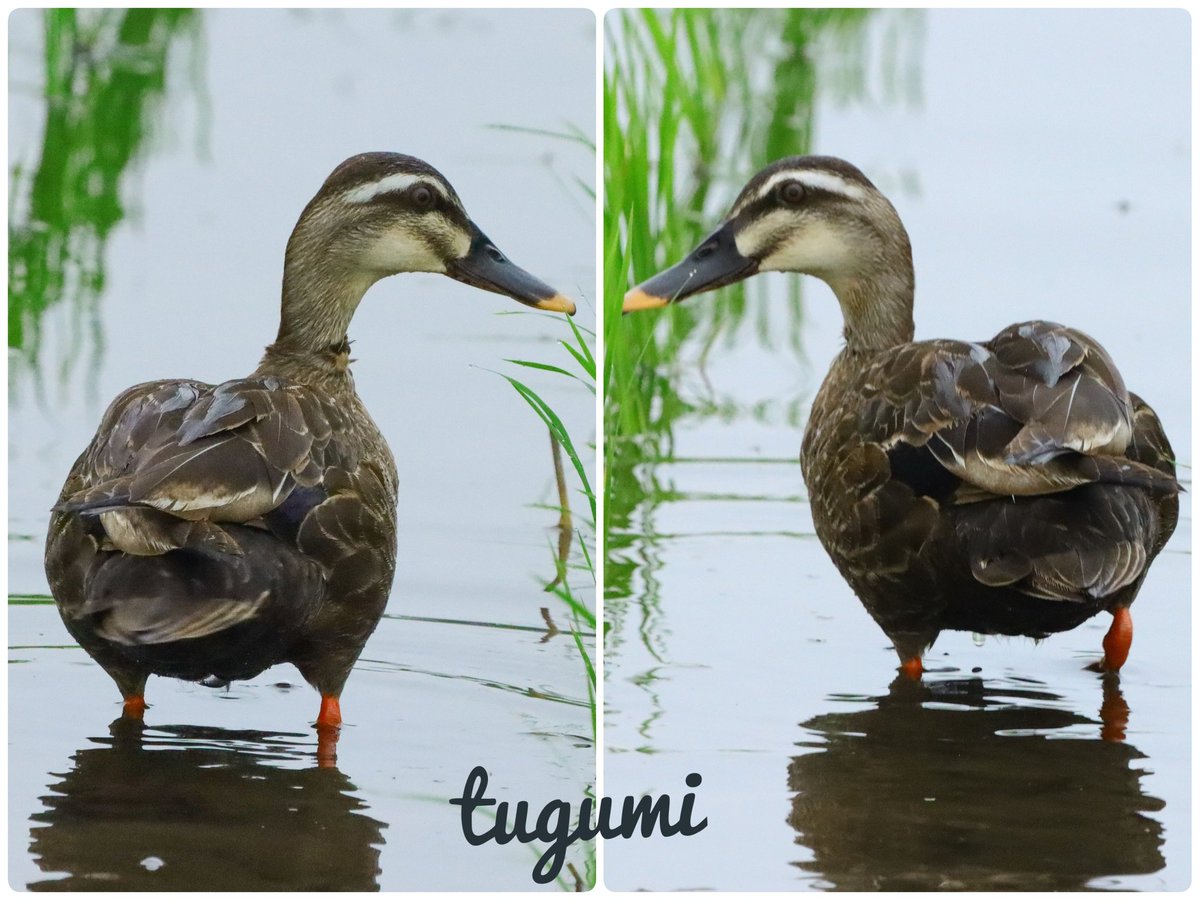 軽鴨 Twitter Search