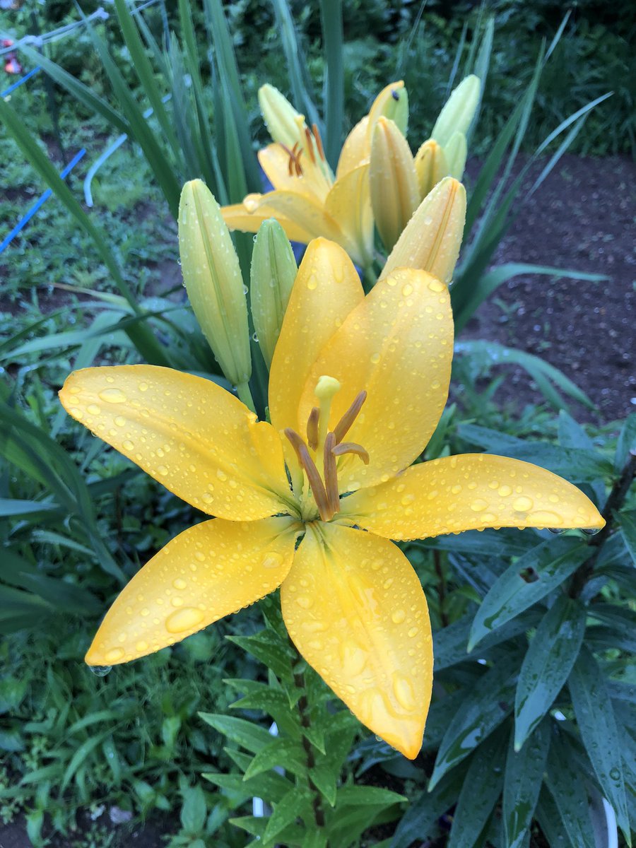 ট ইট র 薬屋わちきれいと元気のお手伝い おはようございます 小雨 気温22度 須賀川市長沼 イマソラ 空ネット グラジオラスのつぼみ これは球根掘り起こさなかったもの 支柱立ててあげなきゃ 庭の花 今日も楽しく参りましょう もう雨はたくさんだね