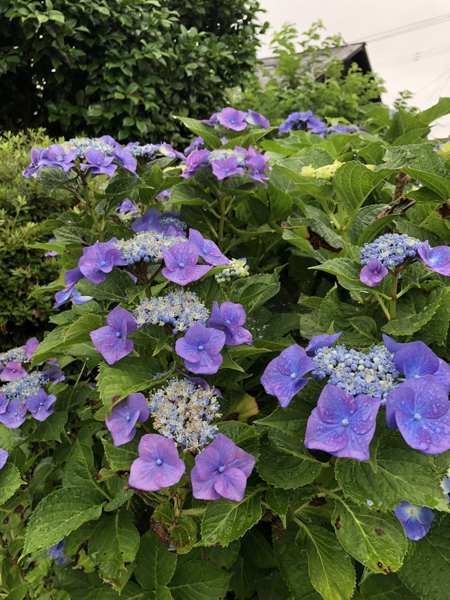 ট ইট র 薬屋わちきれいと元気のお手伝い おはようございます 小雨 気温22度 須賀川市長沼 イマソラ 空ネット グラジオラスのつぼみ これは球根掘り起こさなかったもの 支柱立ててあげなきゃ 庭の花 今日も楽しく参りましょう もう雨はたくさんだね