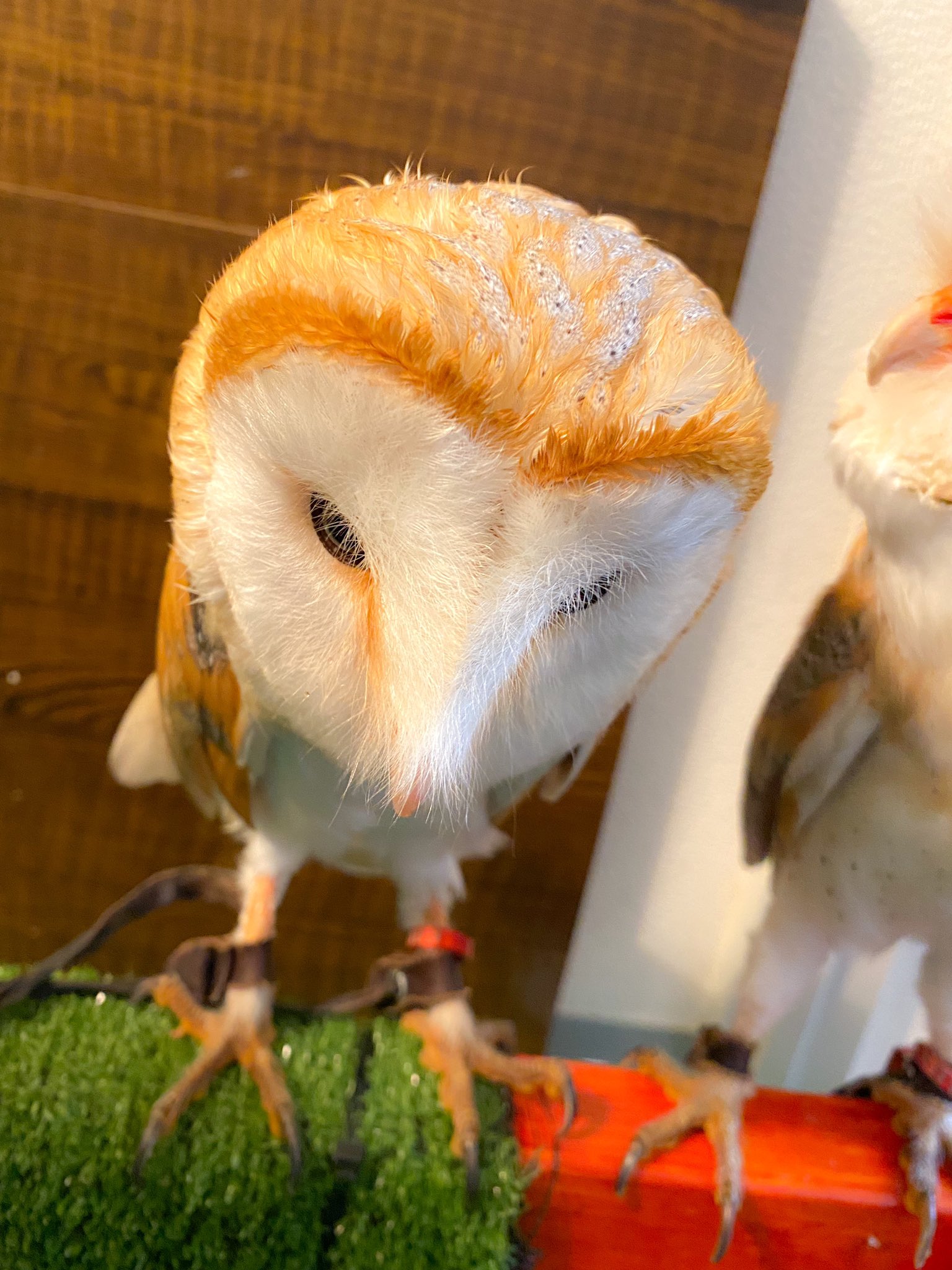 Cafe Pinoroi 自分の食べれる量を知ってるピノ様 一方 自分の食べれる量を過信していつも食べ過ぎてしまうロワ様 この食後の表情の差な 楽しみなご飯の時間のはずなのにこの顔です 笑 ピノ ロワ メンフクロウ かわいいと思ったらrt 動物好き