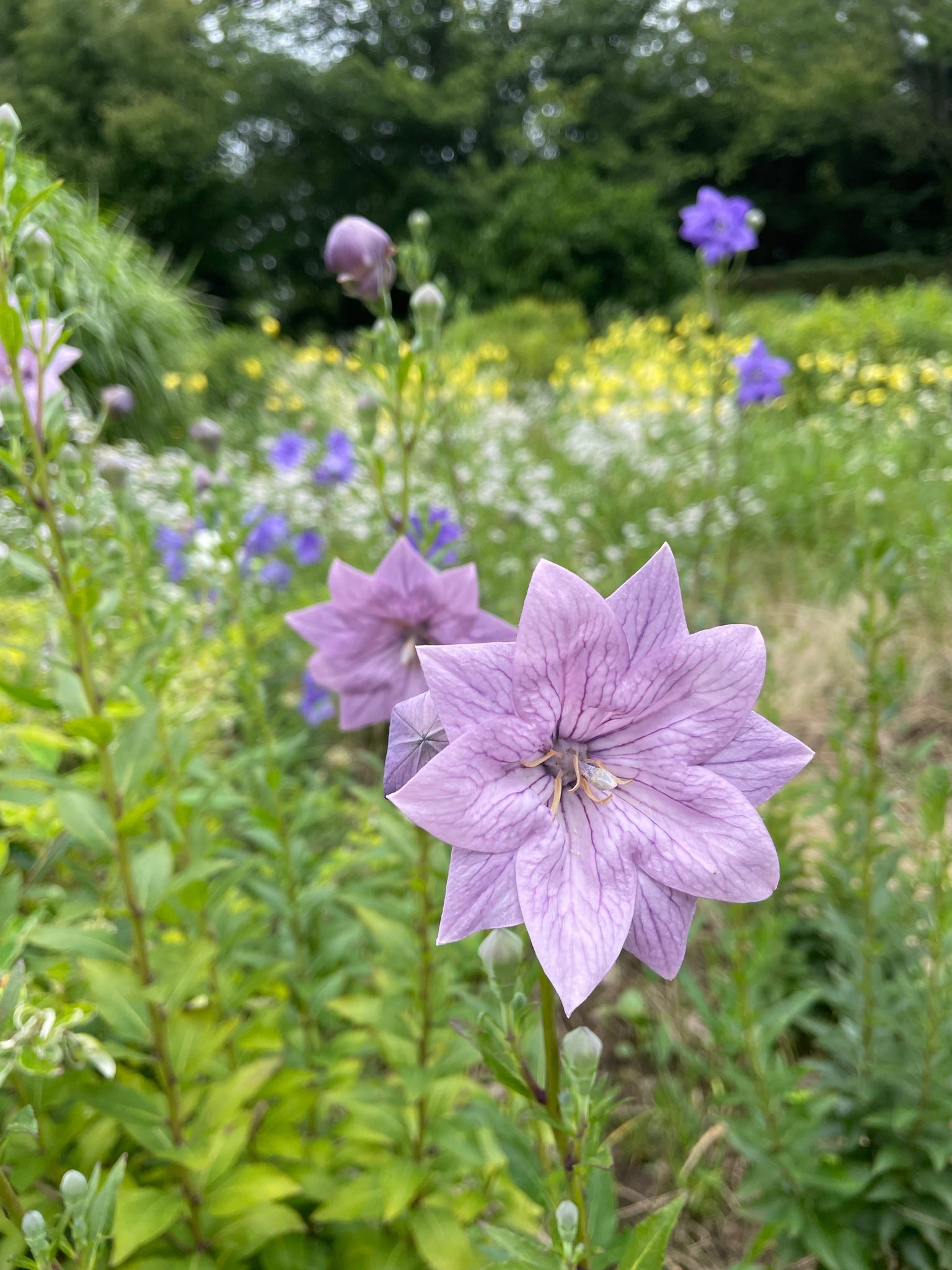 Stealth キキョウ 花言葉 永遠の愛 変わらぬ愛 気品 誠実 神代植物園にて 花言葉 キキョウ 桔梗 神代植物園 花好きな人と繋がりたい 写真好きな人と繫がりたい T Co Atqcbucj2t Twitter