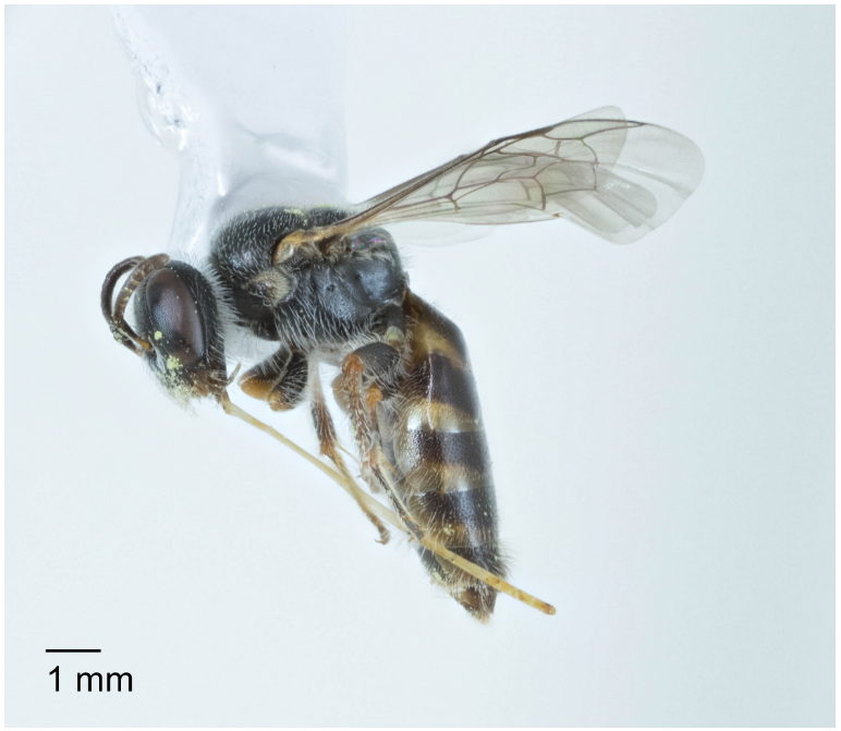 BeeBabette's tweet photo. @afrittspenniman Euhesma tubulifera, with a "tongue" so long it's longer than it's body and can't be retracted within it's mouth (#AustralianNativeBee) Photo (c) Kit Prendergast https://t.co/VImPBdyRQs