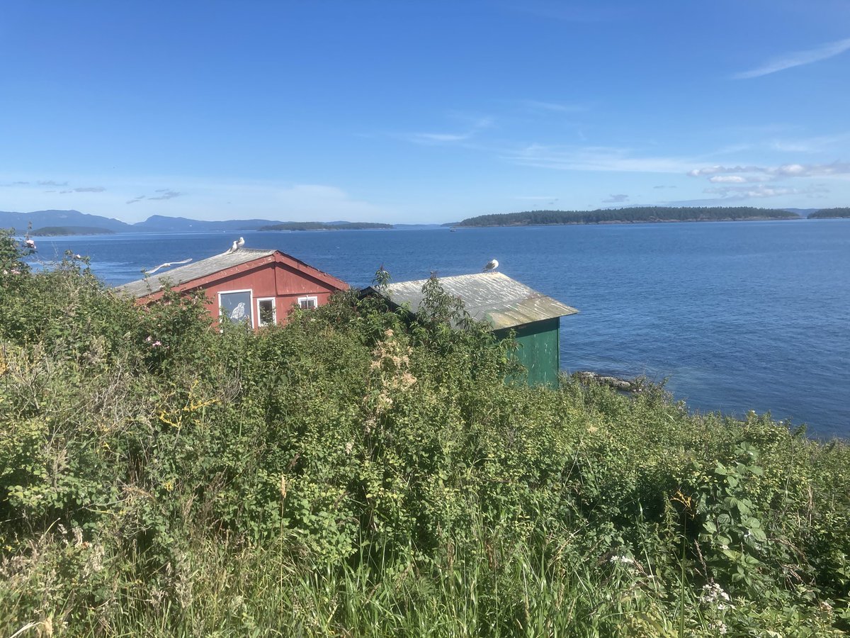 Very happy to have returned to (and quarantined on) Mandarte Island for fieldwork a few weeks ago!