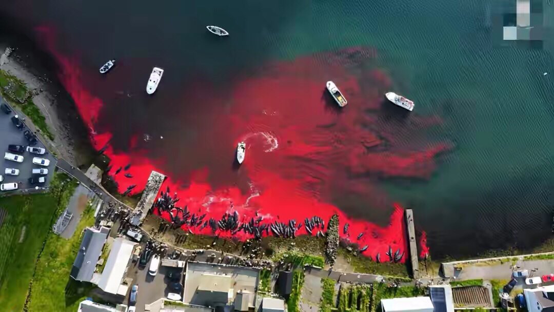 OY30yXyn3qGEcVd's tweet image. 一边在杀鲸鱼。
一边在救鲸鱼。

图一；丹麦渔民屠杀175 头领航鲸，海水变血水。

图二、三；6日，12头瓜头鲸
在浙江台州临海一滩涂搁浅
随后一场长达10多个小时的生死营救。