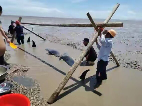 OY30yXyn3qGEcVd's tweet image. 一边在杀鲸鱼。
一边在救鲸鱼。

图一；丹麦渔民屠杀175 头领航鲸，海水变血水。

图二、三；6日，12头瓜头鲸
在浙江台州临海一滩涂搁浅
随后一场长达10多个小时的生死营救。