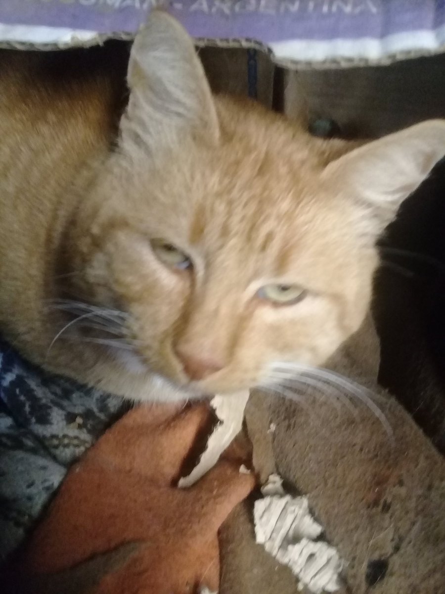 MariaFe62677181's tweet photo. Me faltan fuerzas para seguir. Y miro los PELUDITOS y cdo veo sus ojitos no sé cómo seguir ..me da mucha vergüenza pedir y pedir pero sino pido ellos no comen ... XFAVOR LES SUPLICO AYUDA PARA LOS PELUDITOS https://t.co/JgJBXk37i1