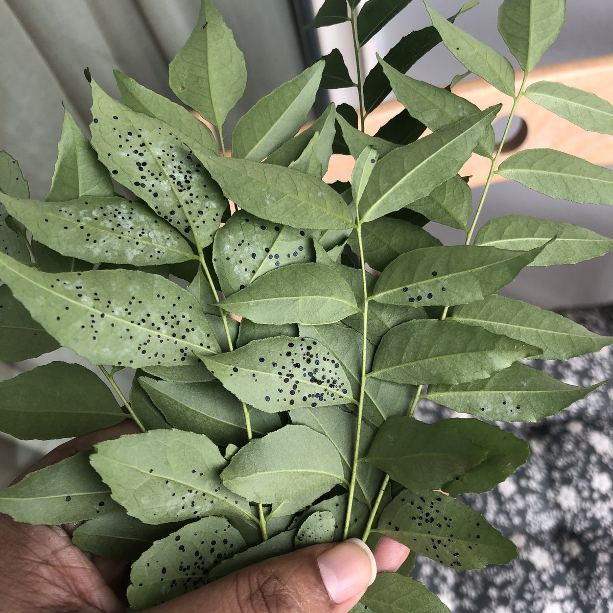 aruni_t's tweet image. Does any plant expert here know why these keep appearing on my curry leaf plant &amp;amp; what I could do to stop it? #Help #PlantProblems