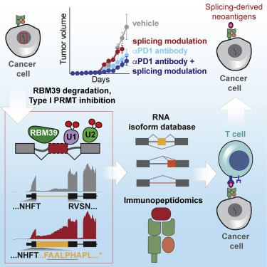 journal_edit's tweet image. Drugs that alter how tumors' RNA molecules are chopped up and stitched back together can enhance the effect of some cancer treatments, according to a study in mice.
Read more: doi.org/10.1016/j.cell…  
Credit: Nature Highlights, Cell
#RNA #tumor #Tcells #immuneresponse #cancer
