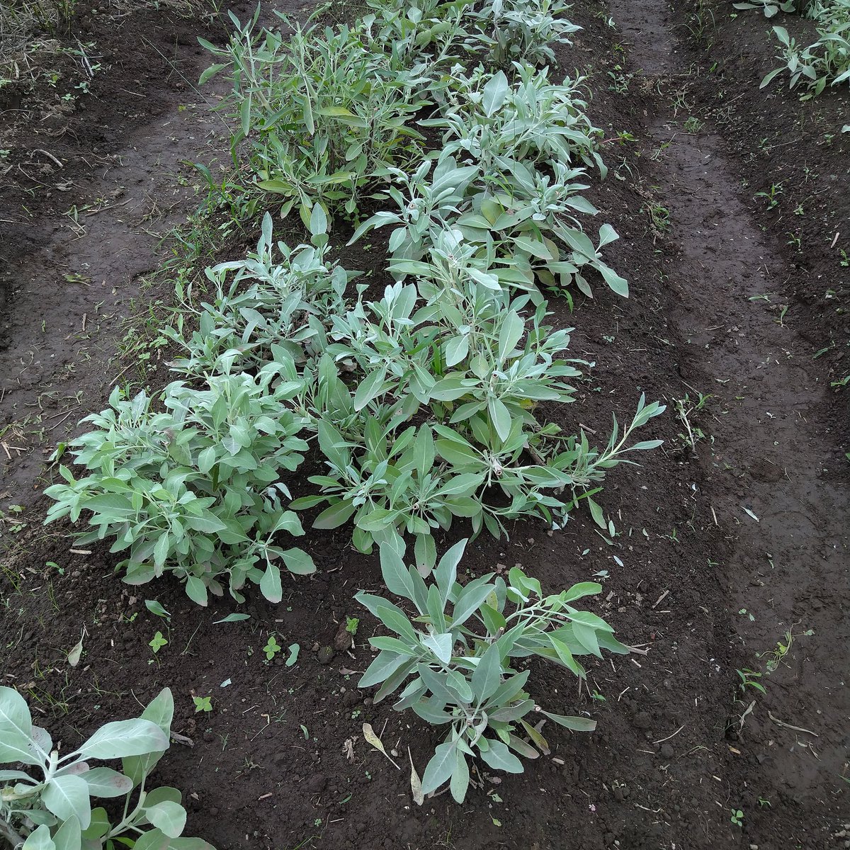 ホワイトセージ栽培中 Herb White Sage Twitter ホワイトセージ栽培中 Herb White Sage Twitter