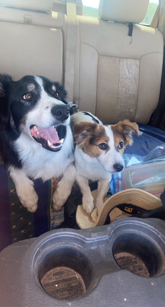Charm0799's tweet photo. @sdequus Why you sleeping on the border collies and jack russels 🥺 https://t.co/kYqdoNxB08