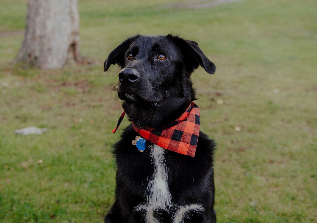 lkins15's tweet image. Jett looking pretty snazzy! #PVcastingcall2021 @petvalu