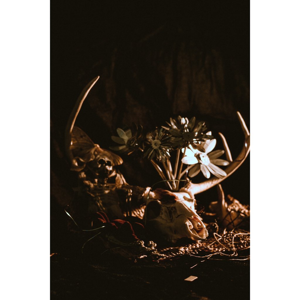 ottoxtyler's tweet photo. still life https://t.co/7O6abKY3Sv