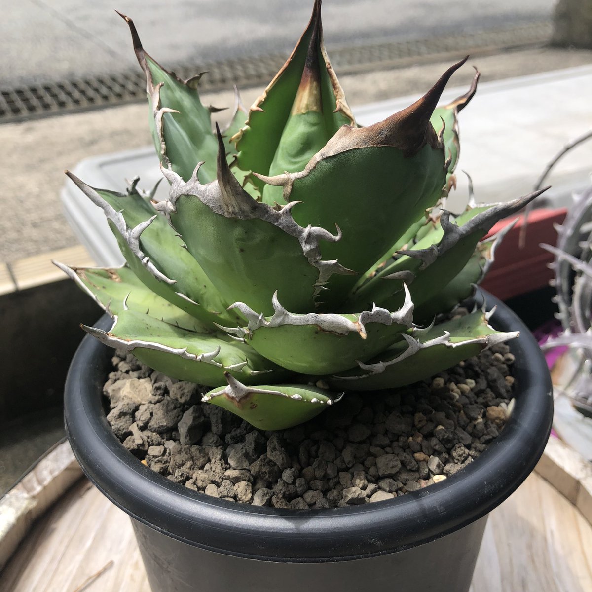 Agave titanota Iran emerald アガベ チタノタ イランエメラルド