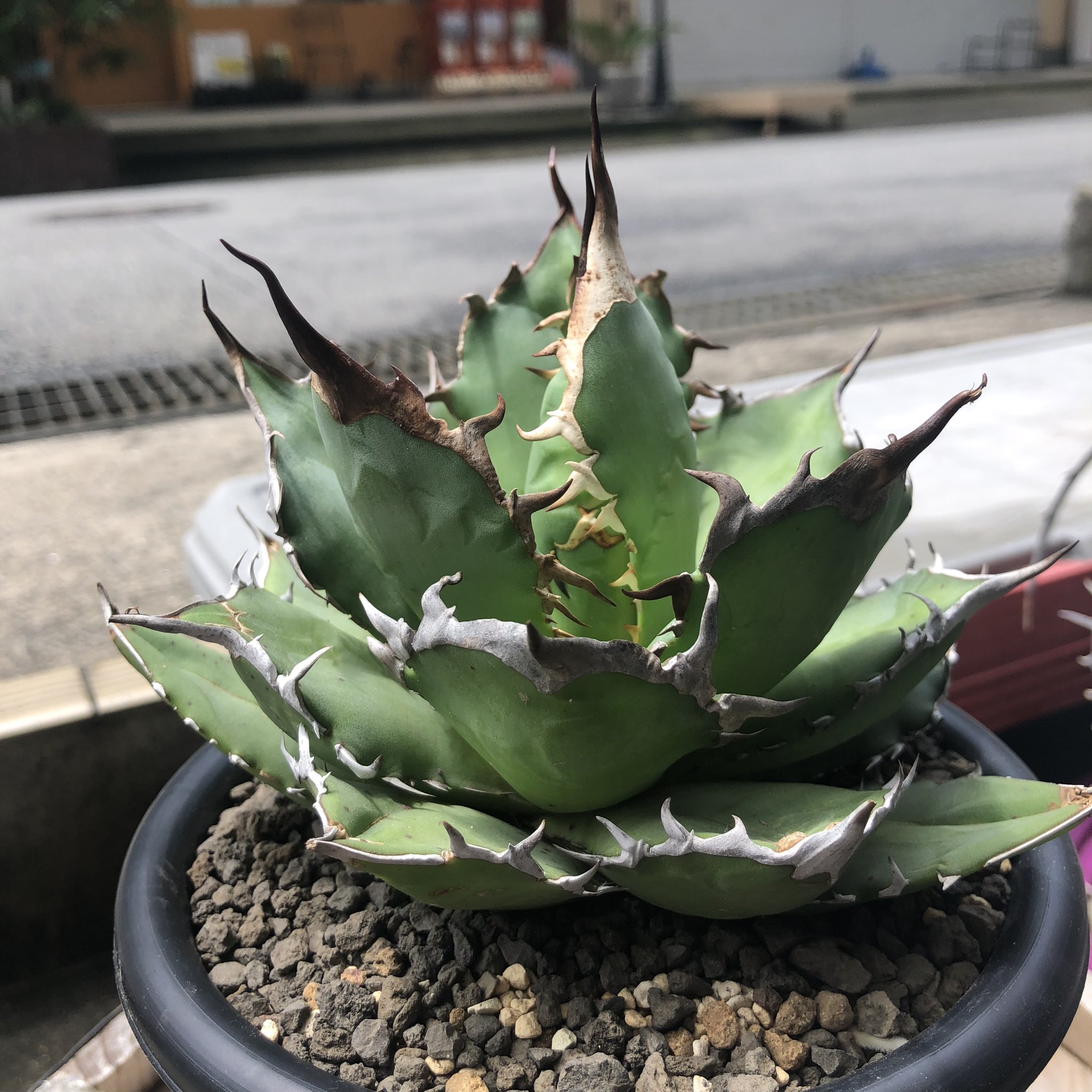 最終価格　Agave 白嵐　子株販売 最終価格Agave 白嵐子株販売