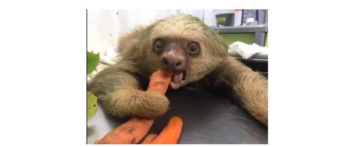slothinstitute's tweet photo. Sloth Diaries!  Poor #Ozzy was attacked by a dog, which caused many deep bite wounds. Thankfully, he is recovering nicely- read all about it in our #SlothDiaries!
https://t.co/OSW1dTWGAv

#sloth #notapet #borntobewild #supportsloths #kindness https://t.co/X7kPjvUYeC