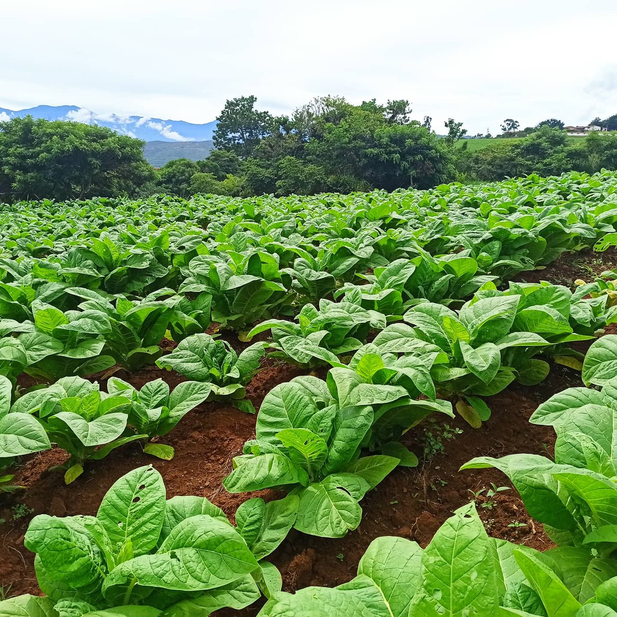 <a href="/FincaMirabel/">FINCA MIRABEL</a> te invita a vivir una experiencia inolvidable, en dónde conocerás todo el proceso evolutivo de nuestra planta sagrada(Tabaco-Tobacco) 

Contáctanos: (+57) 3016019965-(+57) 3142182286
•
•
•
•
#tour #tabaco #puro #habano #paisajes #naturaleza #plantas #Colombia