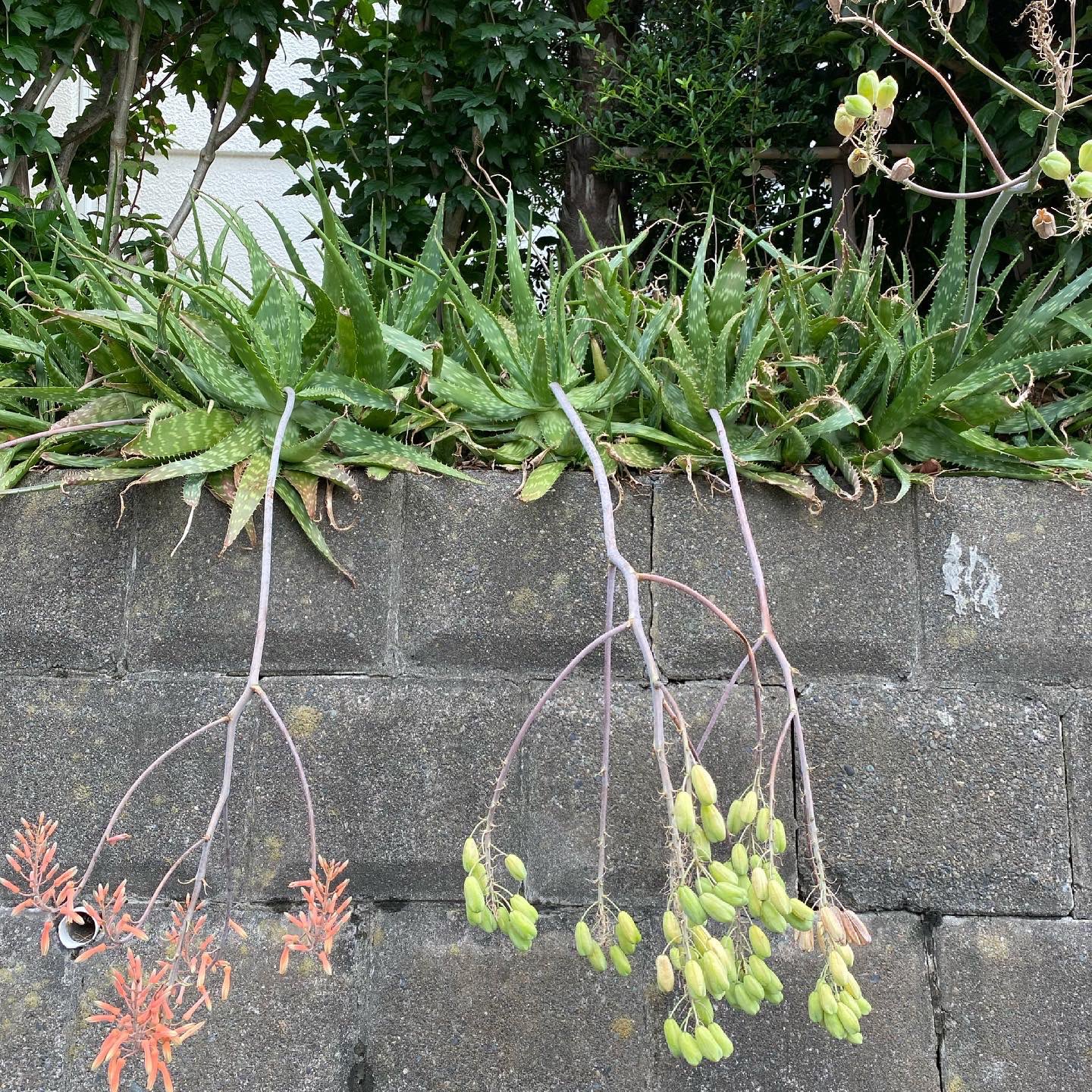 Tetsuro Oh No 先日のアロエの花が垂れてきてたねできてました アロエ アロエチネンシス キダチアロエ 多肉植物 植物 花 Aloe Aloearborescens Succulents Flower 観葉植物 街角植物 熱帯植物 赤い花 Aloechinensis Aroevera アロエベラ