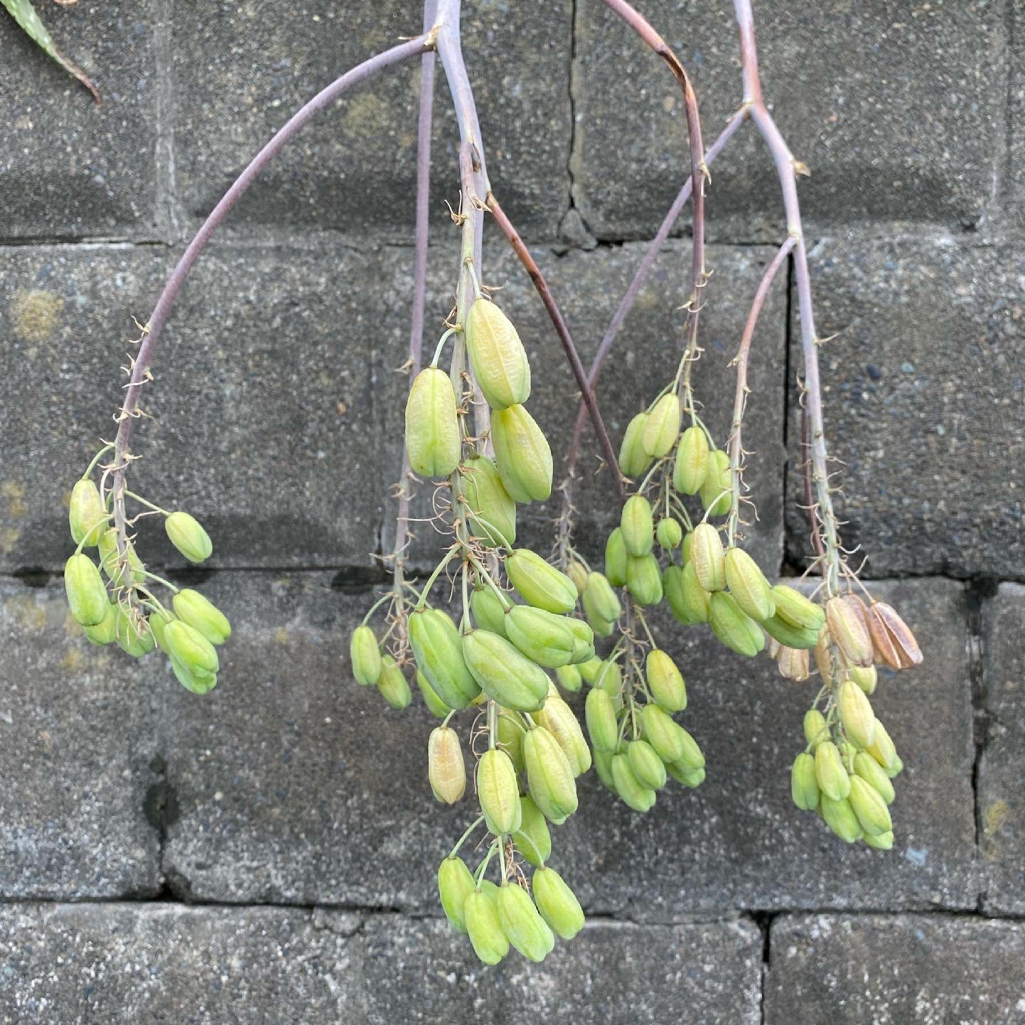 Tetsuro Oh No 先日のアロエの花が垂れてきてたねできてました アロエ アロエチネンシス キダチアロエ 多肉植物 植物 花 Aloe Aloearborescens Succulents Flower 観葉植物 街角植物 熱帯植物 赤い花 Aloechinensis Aroevera アロエベラ