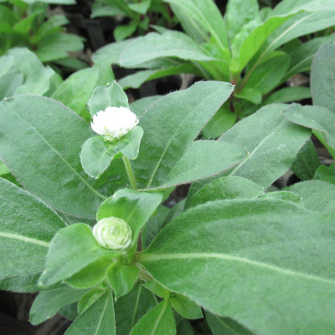 Green House Koyama Greenkoyama Twitter Green House Koyama Greenkoyama Twitter