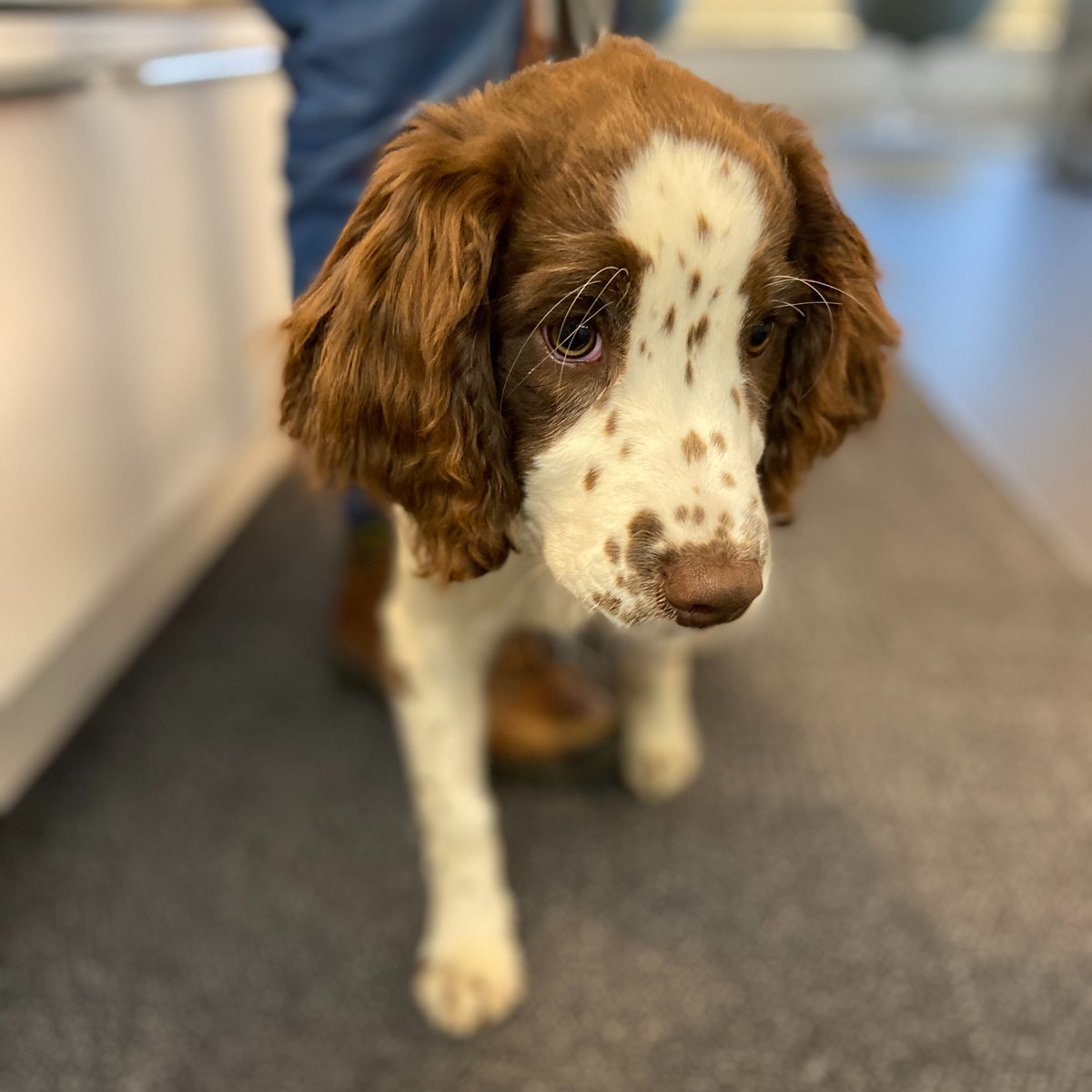AklCouncil's tweet photo. ๐ถ Jamie ๐ถ
๐ Argentine Ants
๐พ Puppy in training
๐ English Springer Spaniel
๐ท taken during our Environmental Services team meeting in our Albert Street office.
#BiosecurityDog https://t.co/Yax0rJID8P