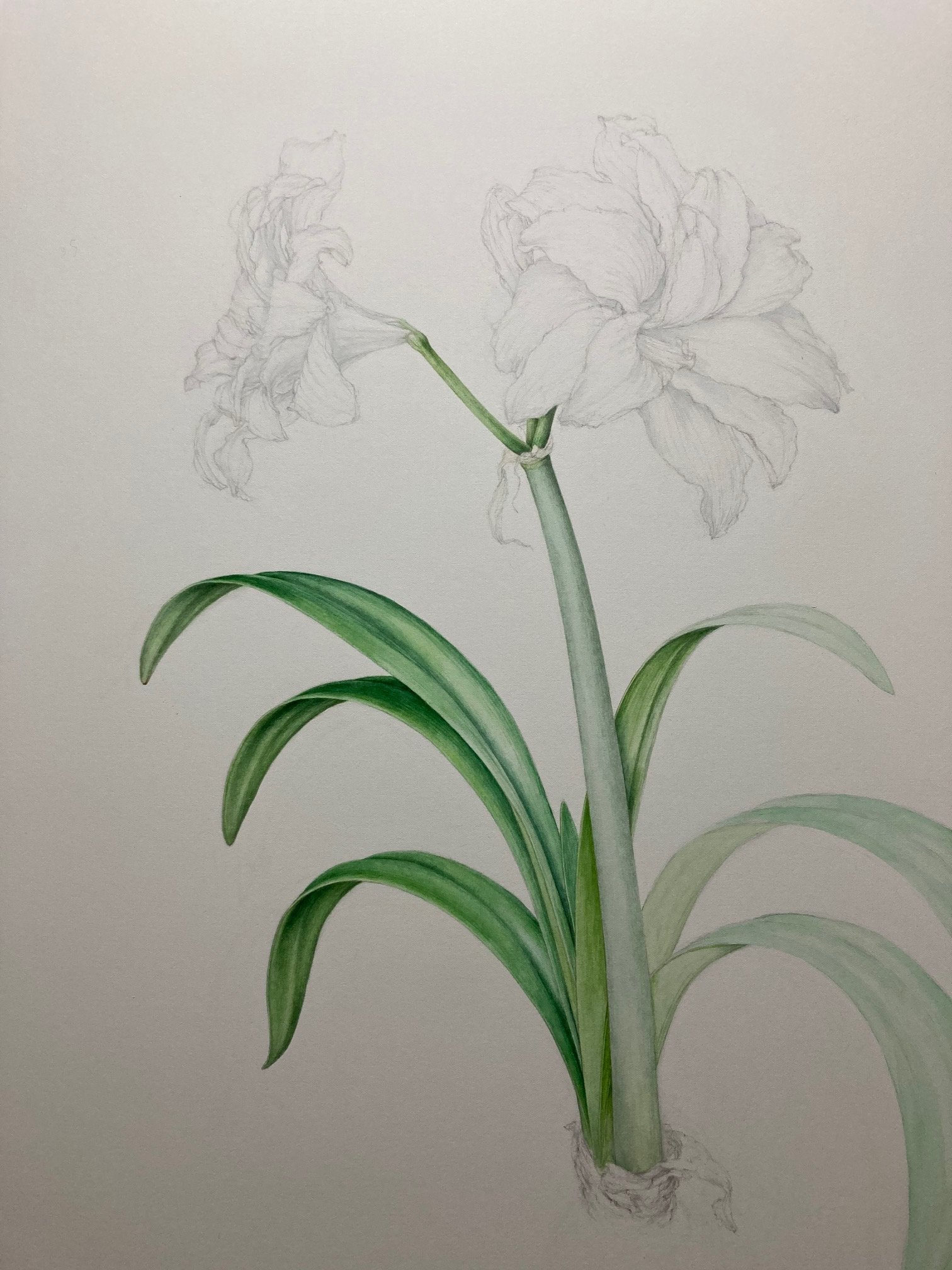ボタニカルアート 植物画 #ボタニカルアート #細密画 #水彩画 ＃シンビジューム