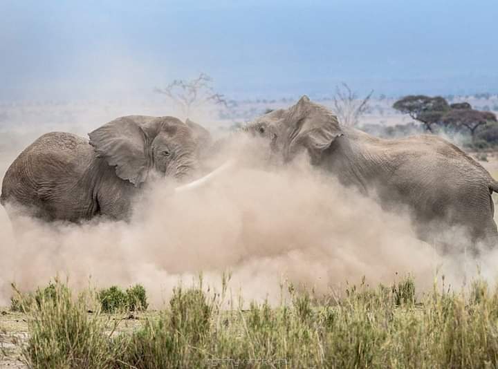 A Ground shaking fight between two giant elephants! - this was no friendly match, the dust was up in seconds💭! As the giants tested their dominance strength, the grass suffered the consequence. #Elephants #GentleGiants #AfricanElephants  #MasaiMara #MagicalKenya 🇰🇪 🇰🇪 🇰🇪 🇰🇪 🇰🇪