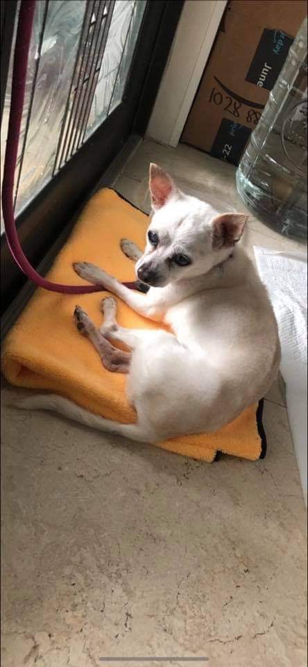 #surfsidepet
Although there are many strays in Miami, yesterday a small white chihuahua was found wandering very near the pile. 
Found dog in #Surfside area: down the street from the Champlain Towers. She can barely walk, was very hungry."  Please share and help find her owner.