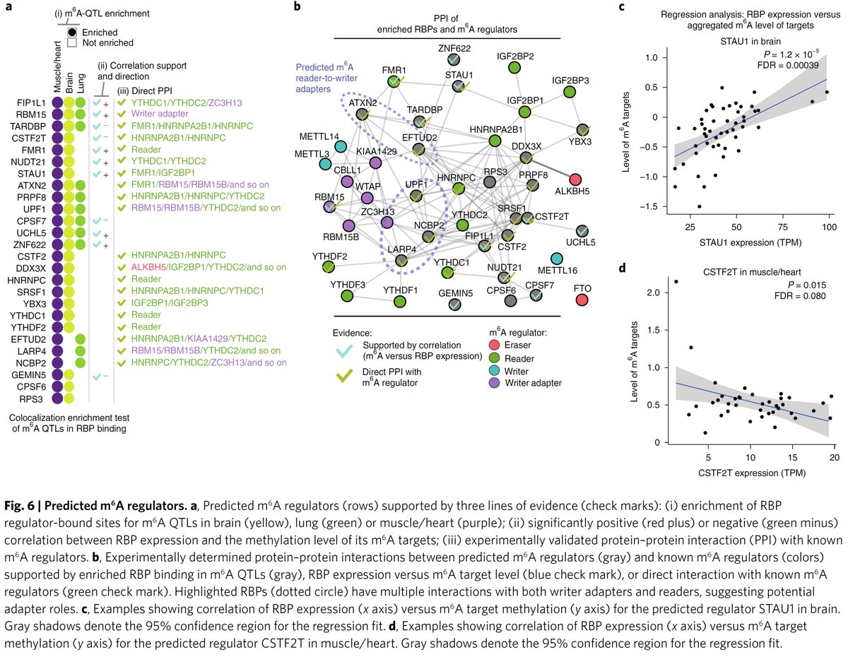 Manolis Kellis (@manoliskellis) on Twitter photo Excited to share our #eGTEx #m6A #QTL profiling and analysis of #brain #heart #muscle #lung in <a href="/NatureGenet/">Nature Genetics</a>
go.nature.com/3qGg3VI
by <a href="/Xushen18/">Xushen</a> @kdyhl @ypp_lab #BenoitMolinie #RichardGregory <a href="/GTExPortal/">GTEx Portal</a> <a href="/NIH/">NIH</a> <a href="/NIH_CommonFund/">NIH Common Fund</a>
#GTEx #EpiTranscriptomics #m6AQTLs #eQTLs #RBPs #GWAS Excited to share our #eGTEx #m6A #QTL profiling and analysis of #brain #heart #muscle #lung in <a href="/NatureGenet/">Nature Genetics</a>
go.nature.com/3qGg3VI
by <a href="/Xushen18/">Xushen</a> @kdyhl @ypp_lab #BenoitMolinie #RichardGregory <a href="/GTExPortal/">GTEx Portal</a> <a href="/NIH/">NIH</a> <a href="/NIH_CommonFund/">NIH Common Fund</a>
#GTEx #EpiTranscriptomics #m6AQTLs #eQTLs #RBPs #GWAS