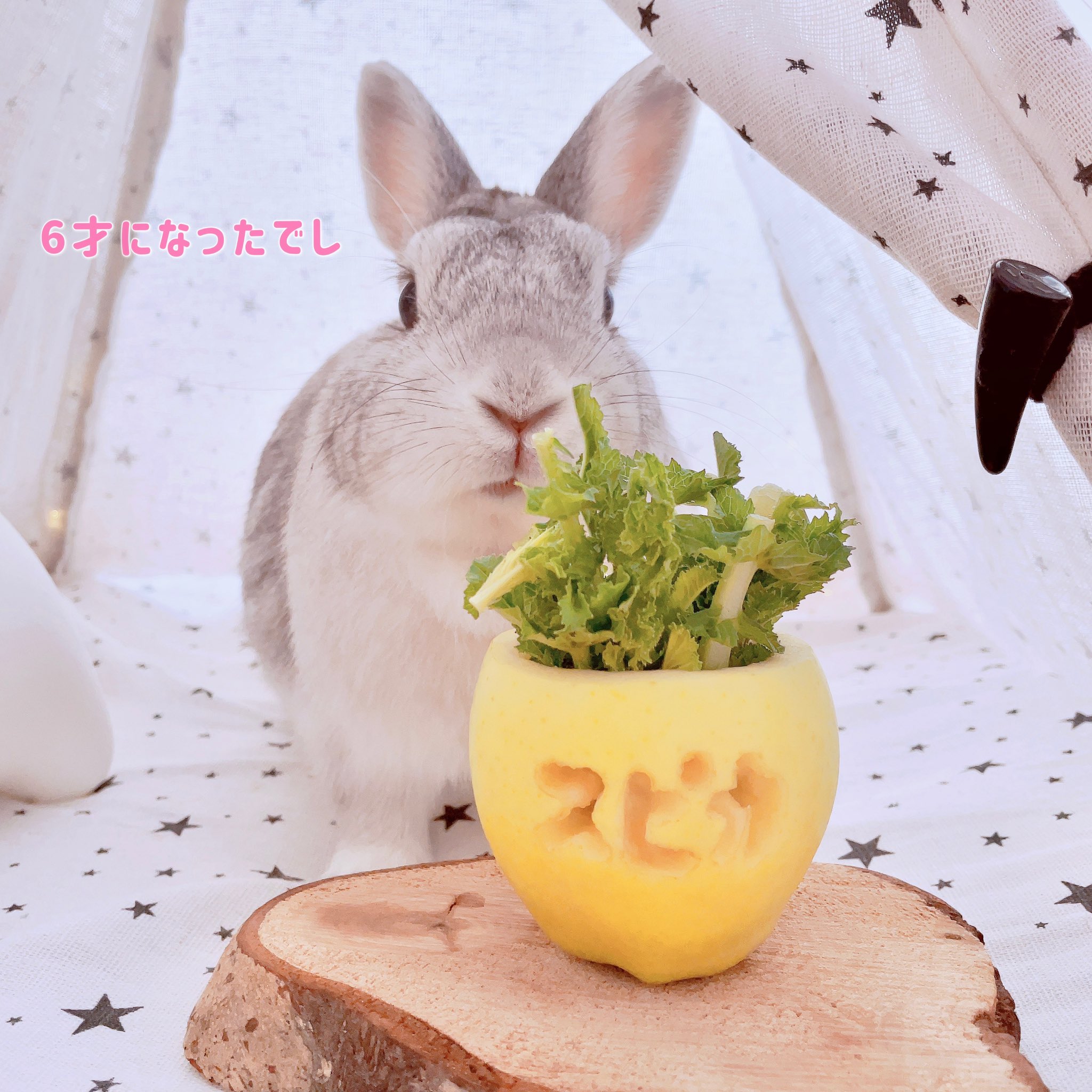 うさぎの誕生日 Twitter Search Twitter