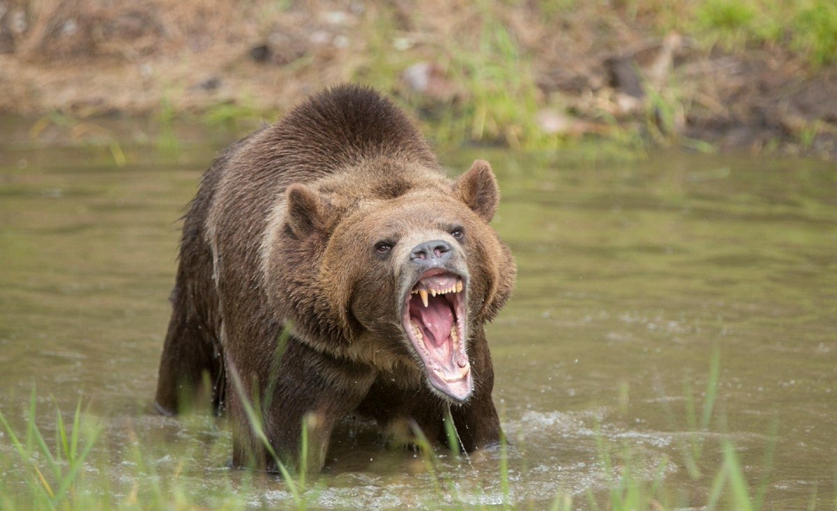 Grizzly bear kills camper in Montana hill.cm/2sOaIT8
