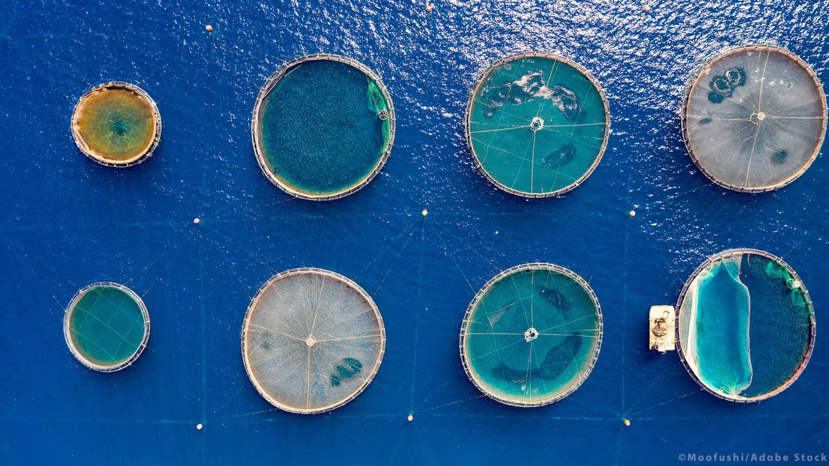 Europa-Parlamentet har vedtaget fiskeri- og akvakulturfonden for 2021-2027 for at støtte den blå økonomi, beskytte biodiversiteten🦐🦪🐠 og fremme international havforvaltning. Læs mere: eptwitter.eu/qzMq