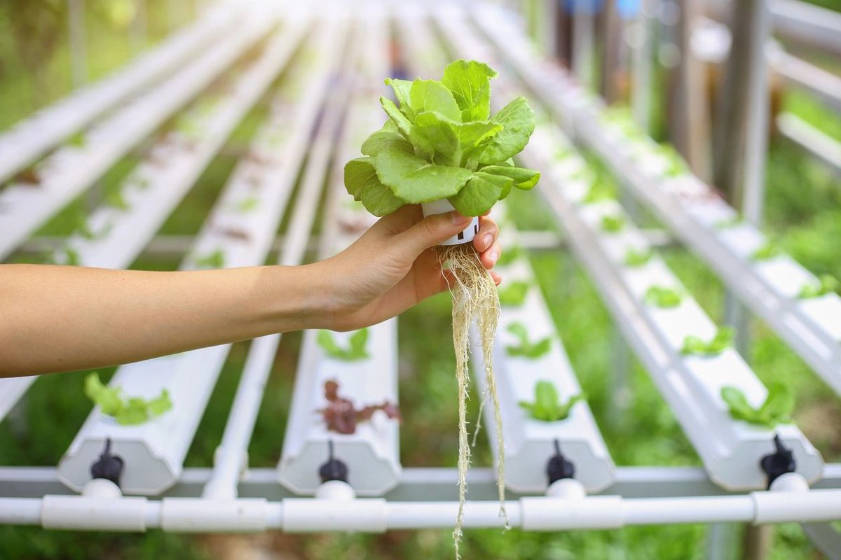 DwildeC's tweet photo. Have you ever wondered about growing #food without a #garden? This system uses no soil and less than 70% of #water consumption and allows you to grow any #crops regardless of the time of year!
📎https://t.co/iFubWI8bIP #environment #sustainability #climatechange  #hydroponics https://t.co/Jcojnc5cu5
