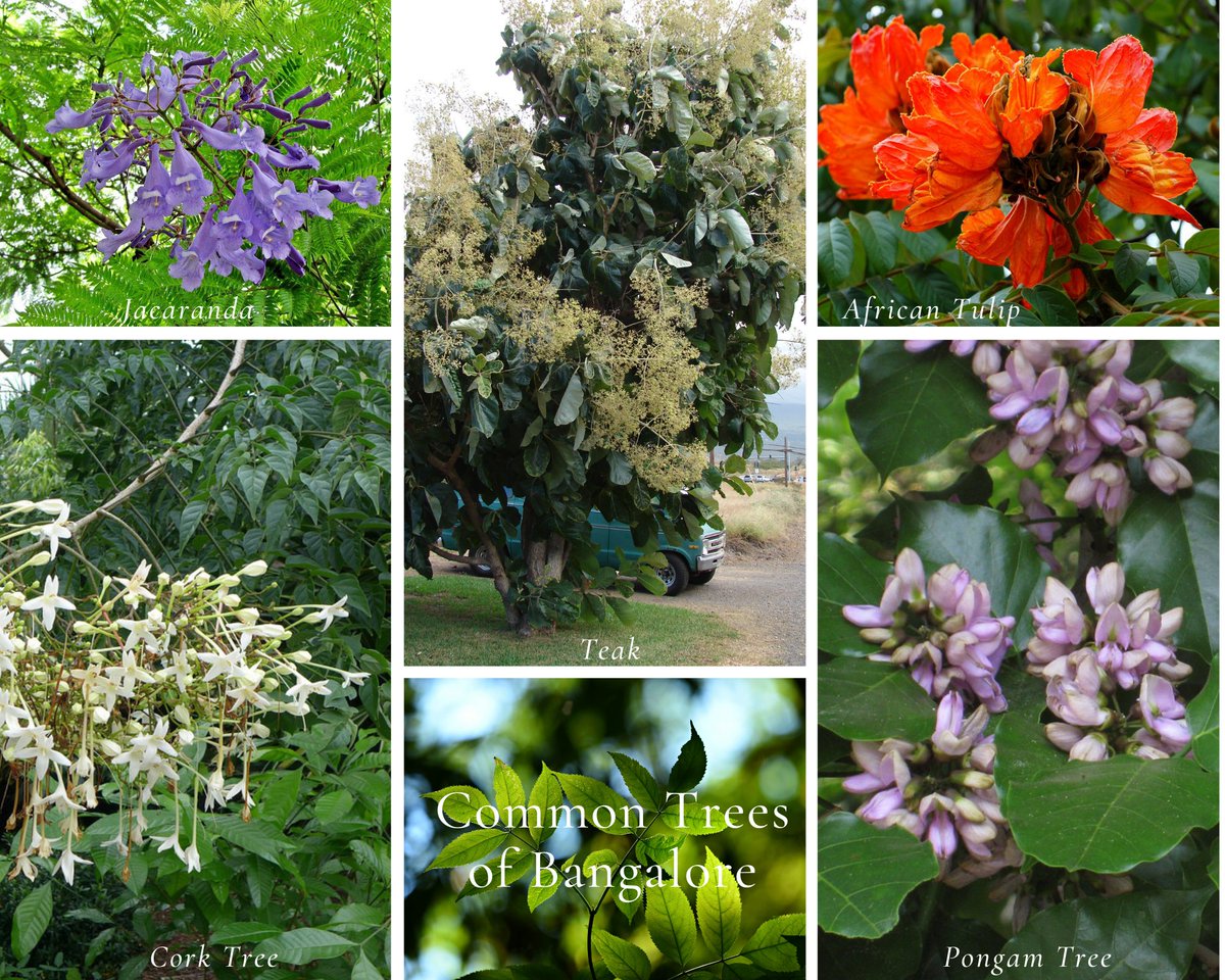 Introducing #citiesandtrees -
Meet #TreesofBangalore ! Add observations on these when you #SeasonWatch in #Bengaluru 💚
#treewatching #seasonwatching #Bangaloretrees #nammabengaluru #nammamaragalu #commontrees #floweringtrees #avenuetrees #treesofindia #indianflora #knowyourtrees