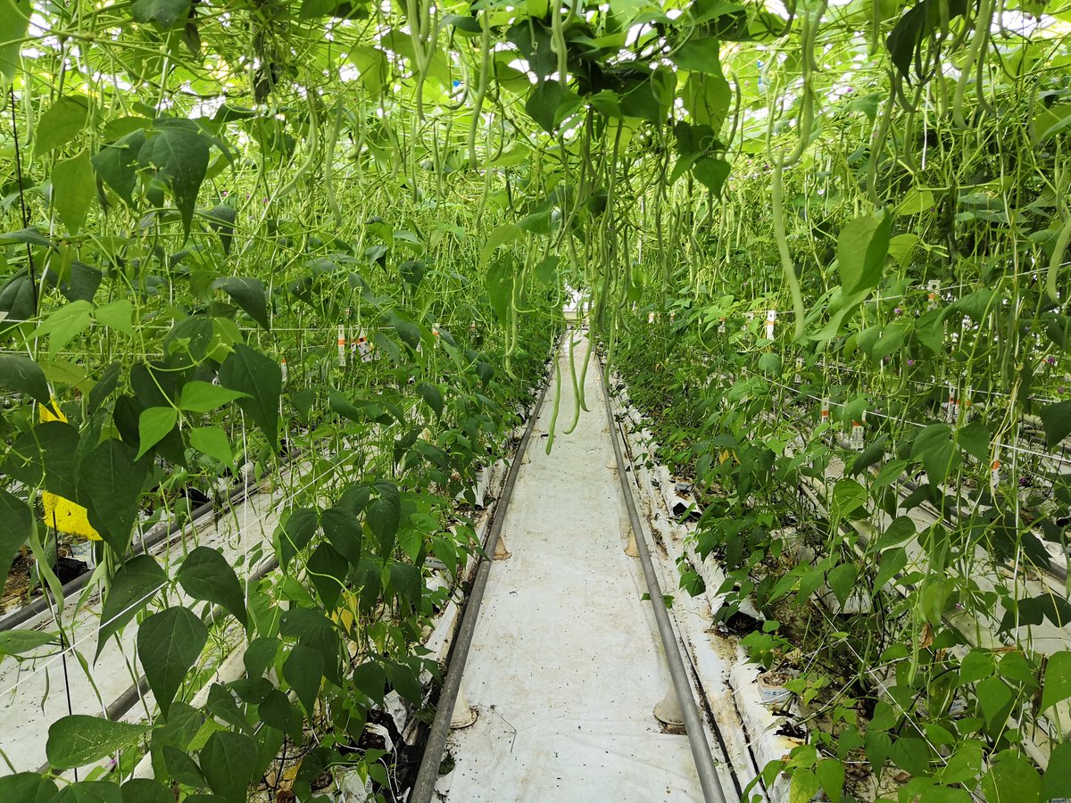 Täällä ne pavut kasvaa, ihanan näköistä. Löytyy kaupasta lähellä sinua. #närpiönvihannes #madeinnärpes