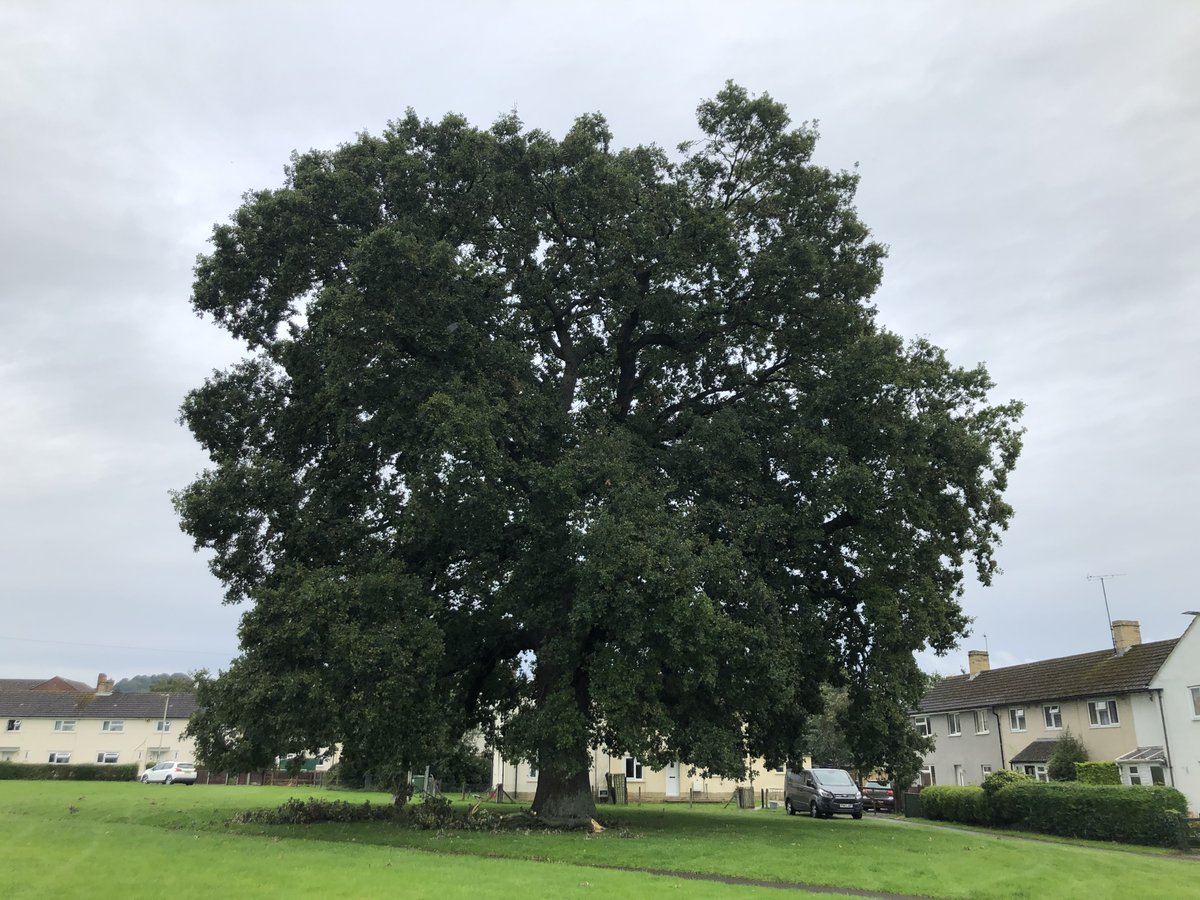 StonehouseTrees's tweet photo. Exciting news.. public consultation is now open for the #Stonehouse Community Arboretum Management Plan! 

Read the document and have your say about the future of #trees in our town here:

https://t.co/OnsG8iqNyH

Deadline for responses is July 19th. https://t.co/sKAZP42GtY
