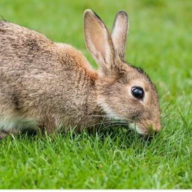 Help! 

This little blighter is eating his way through the nursery at the moment and we would like him to stop! 

Any suggestions of how to get him to move on more than welcome. Jumble and Crunchie, our 2 little doggies, have failed so far! Phone Steven on 07771 916933