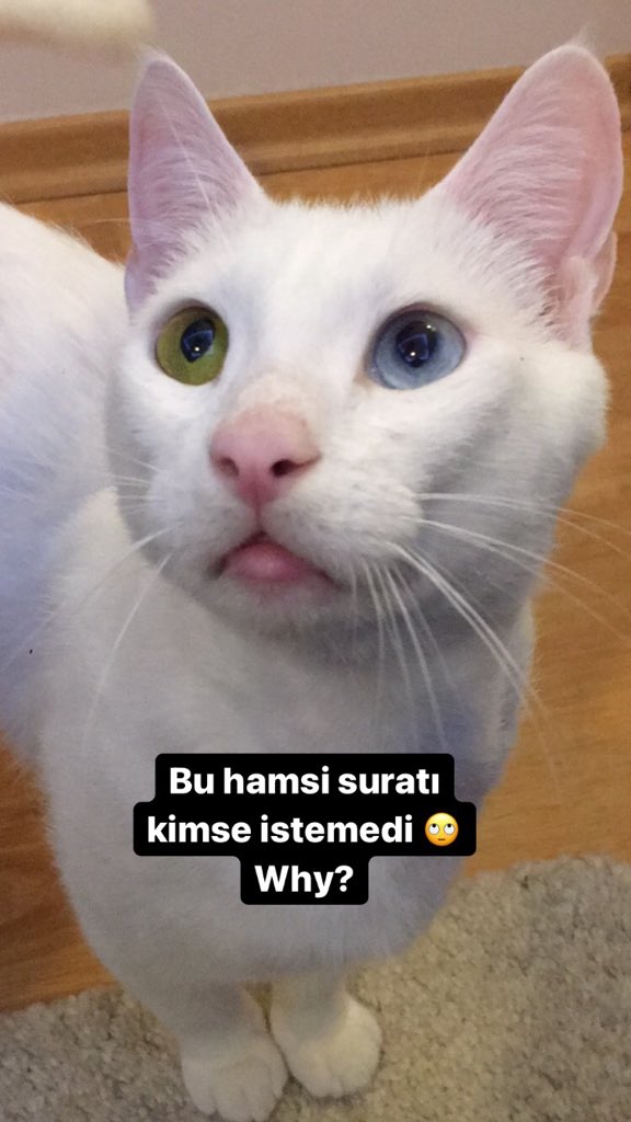 empireofthektty's tweet photo. Geçici yuvası olduğum bu güzel çocuğa kalıcı ömürlük bir yuva arıyorum. Sokağa terk edilmişti tahmini 2-3 yaşlarında erkek. İç dış parazit uygulamaları düzenli yapıldı, tahlilleri yapıldı ve kısırlaştırıldı. Herhangi bir sağlık sorunu yok. https://t.co/C4COqwGF4L