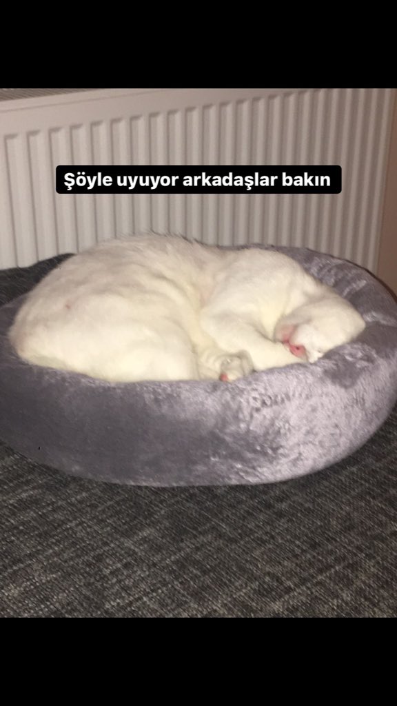 empireofthektty's tweet photo. Geçici yuvası olduğum bu güzel çocuğa kalıcı ömürlük bir yuva arıyorum. Sokağa terk edilmişti tahmini 2-3 yaşlarında erkek. İç dış parazit uygulamaları düzenli yapıldı, tahlilleri yapıldı ve kısırlaştırıldı. Herhangi bir sağlık sorunu yok. https://t.co/C4COqwGF4L