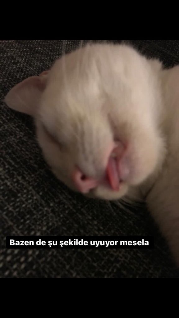 empireofthektty's tweet photo. Geçici yuvası olduğum bu güzel çocuğa kalıcı ömürlük bir yuva arıyorum. Sokağa terk edilmişti tahmini 2-3 yaşlarında erkek. İç dış parazit uygulamaları düzenli yapıldı, tahlilleri yapıldı ve kısırlaştırıldı. Herhangi bir sağlık sorunu yok. https://t.co/C4COqwGF4L
