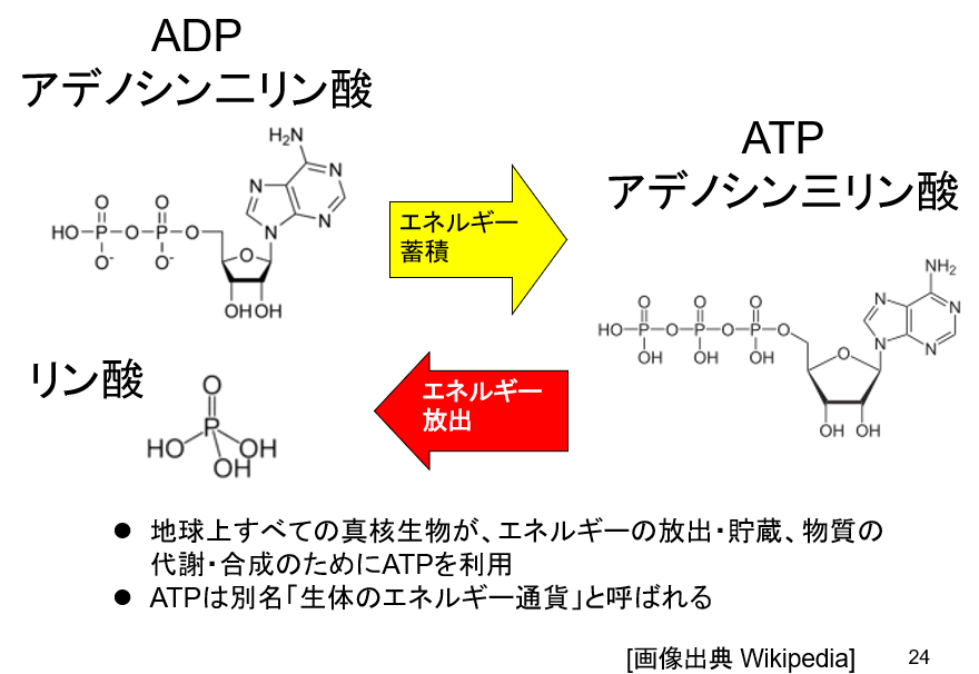 Shuuji Kajita On Twitter 緩募 どうしてatp アデノシン三リン酸 は 生体のエネルギー通貨 として普遍的に利用されているのでしょう 理由を説明できる人います Https T Co 6ofsu8big5 Twitter