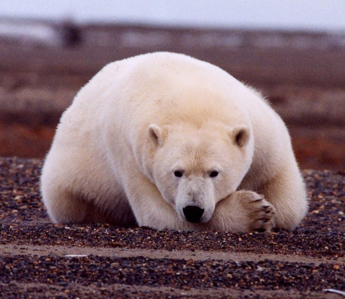Ever dreamed of seeing Canada's polar bears? Here's how to do it as a volunteer with <a href="/ChurchillNSC/">CNSC</a> or 
<a href="/earthwatch_org/">Earthwatch</a> vergemagazine.com/21-1/departmen… #travelwithpurpose #volunteerabroad #climatechange