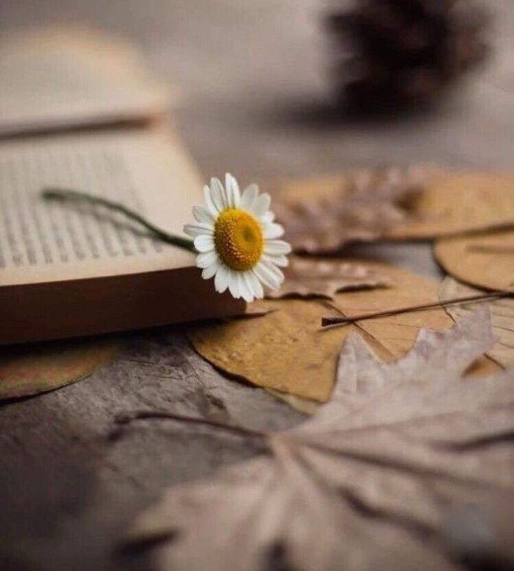 " الله يجعل الأقدار الحلوة ترافق دروبنا دائمًا ."

.
#صباح_الخير