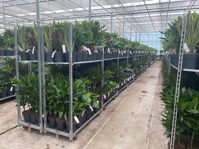 Deze week stond der weer een leuke actie op van 344 mix karren die wij met de nodige aandacht en natuurlijk plezier klaar hebben gemaakt. Waar missen jullie nog leuke plantjes van Ammerlaan? Laat het me weten!

#duurzaam #actie #tropischeplanten #mixkarren