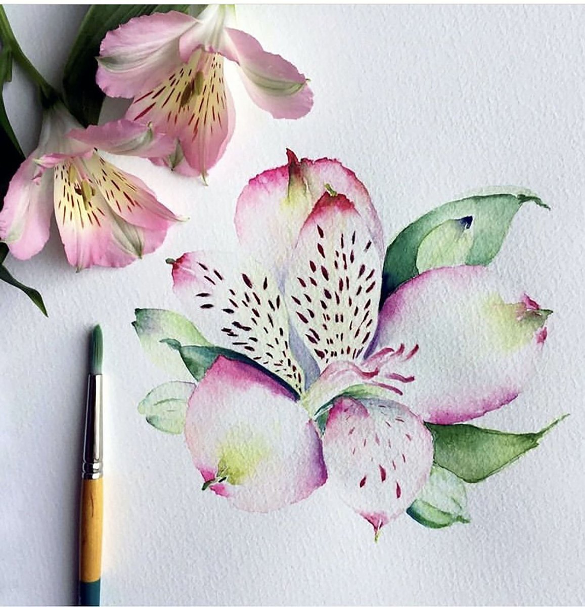 JoyWatercolour's tweet photo. Feeling floral : )  Watercolor Inca Lily Original Painting. One of a kind handpainted botanical artwork of a pink speckled inca lily flower. https://t.co/UaYmAvYy0W #incalilypainting #floralillustration #flowerpainting #pinkflowerart #watercolorflower https://t.co/9V37SDGuFz