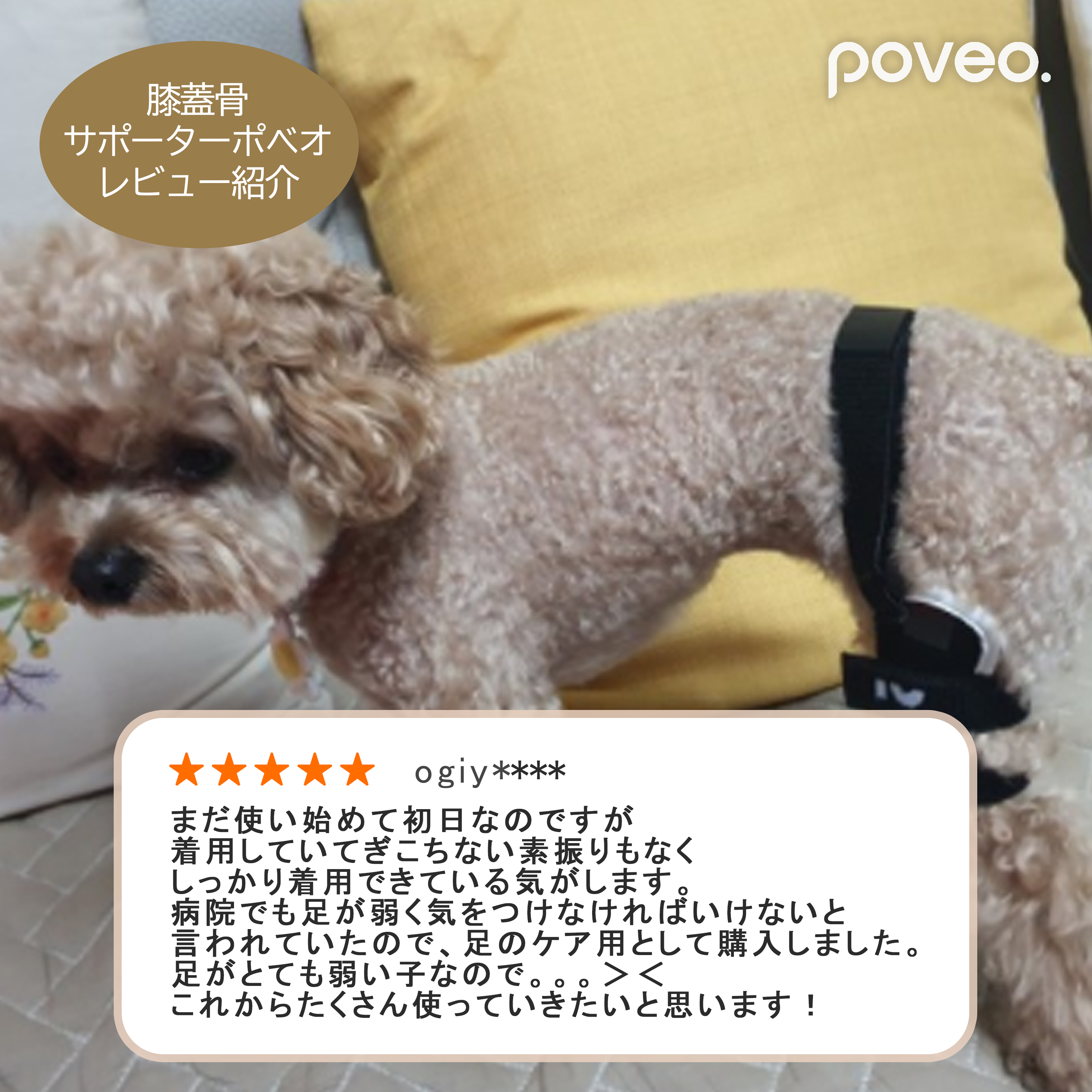 Poveo Japan わんちゃんたちは足の関節にある 膝蓋骨を脱臼してしまうことが多いんです その脱臼しやすい膝蓋骨を 保護するために必要なのが 膝蓋骨サポーター ポベオ T Co 0wxi9j5mpn Poveo 犬のいる暮らし ポメラニアン ダックスフンド